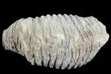 Cretaceous Fossil Oyster (Rastellum) - Madagascar #69653-2